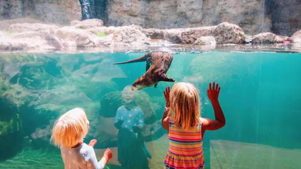 The best aquariums in the UK | Boundless by CSMA